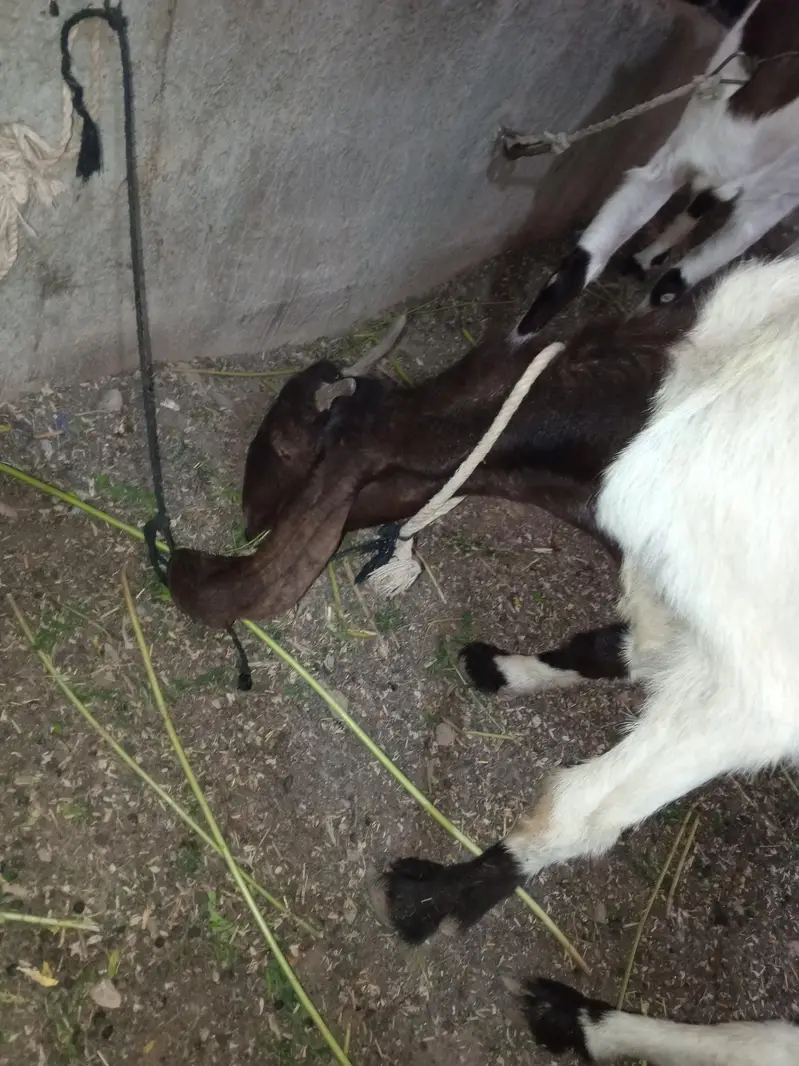 Bakri for akika meat purpose, palny k liye bhi consider kr skty hai — photo 5