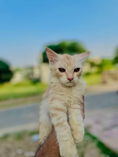 Persian Cats | Male and Female