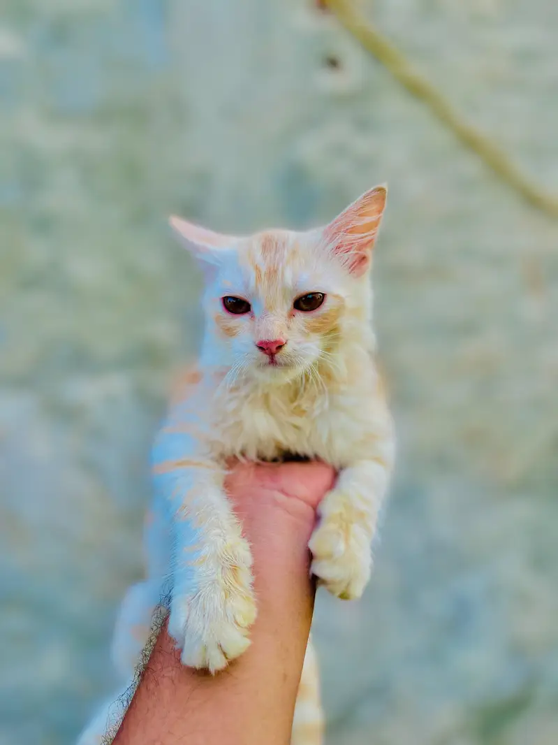Persian Cats | Male and Female — photo 2