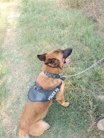 Trained Belgian Malinois