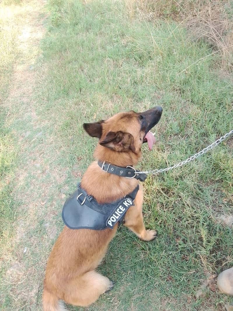 Trained Belgian Malinois 0