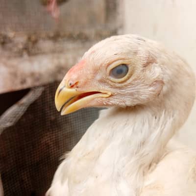 Indian parrot cross