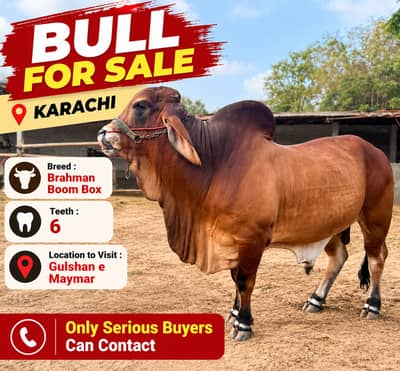 Brahman Boom Box Breed For Sale - Karachi