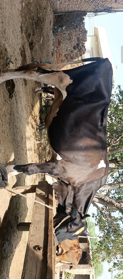 Pure Freisian Pregnant