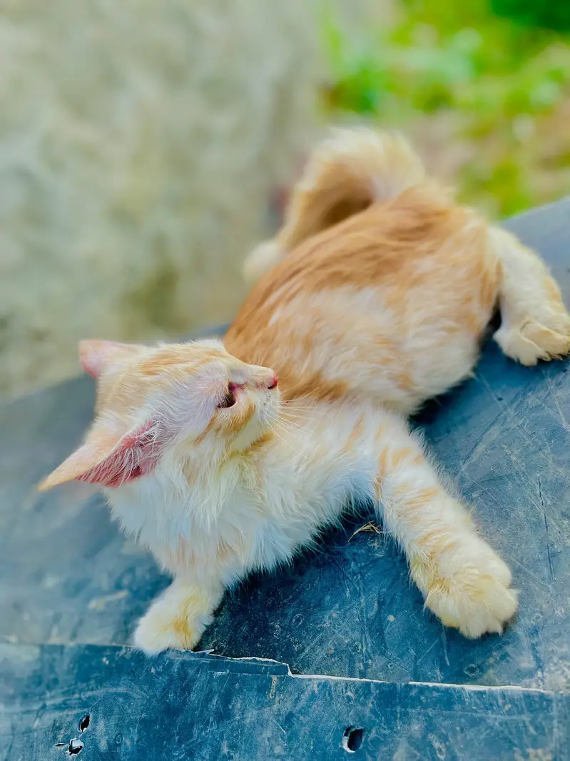 Persian Cats | Male and Female — photo 3