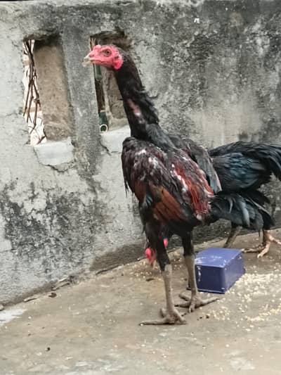 burmi pokoya