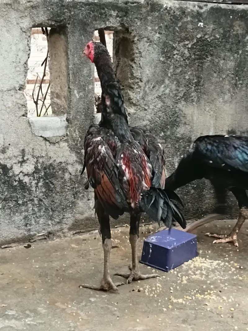 burmi pokoya — photo 2
