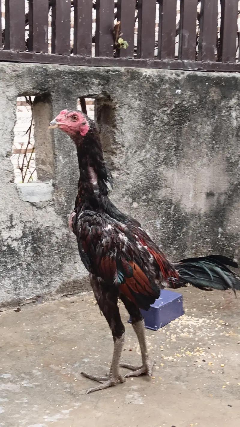 burmi pokoya — photo 4