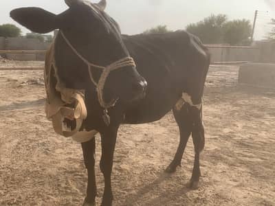 Beautiful Cow for sale