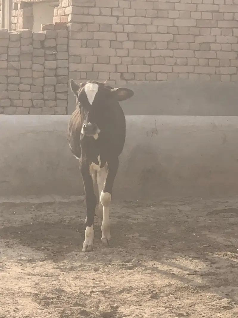 Beautiful Cow for sale — photo 2
