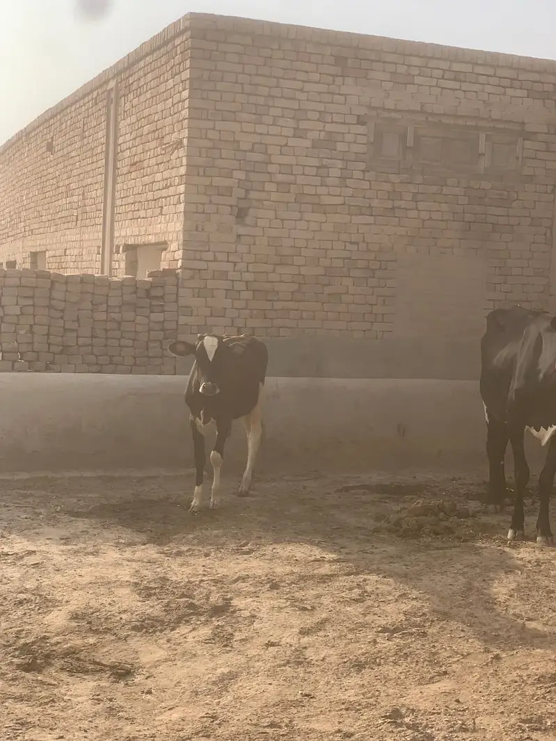 Beautiful Cow for sale — photo 3