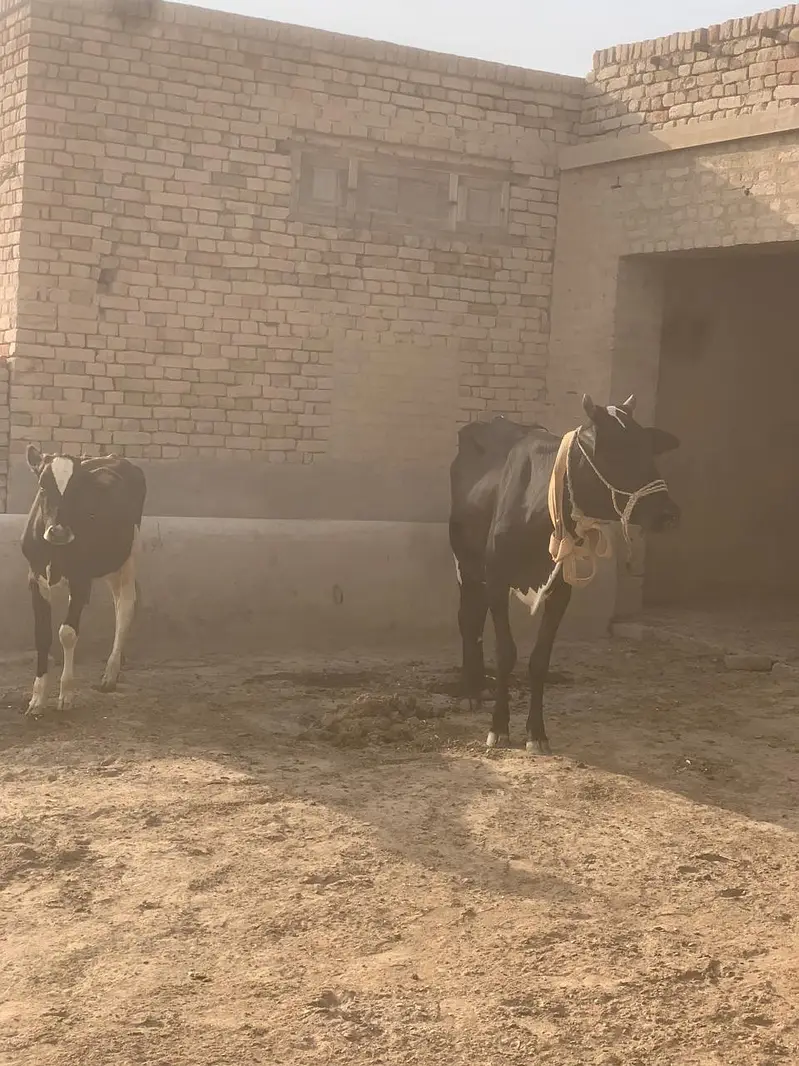 Beautiful Cow for sale — photo 4