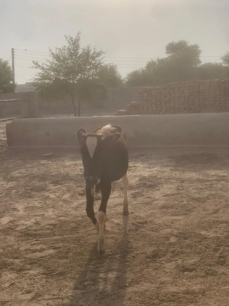Beautiful Cow for sale — photo 5