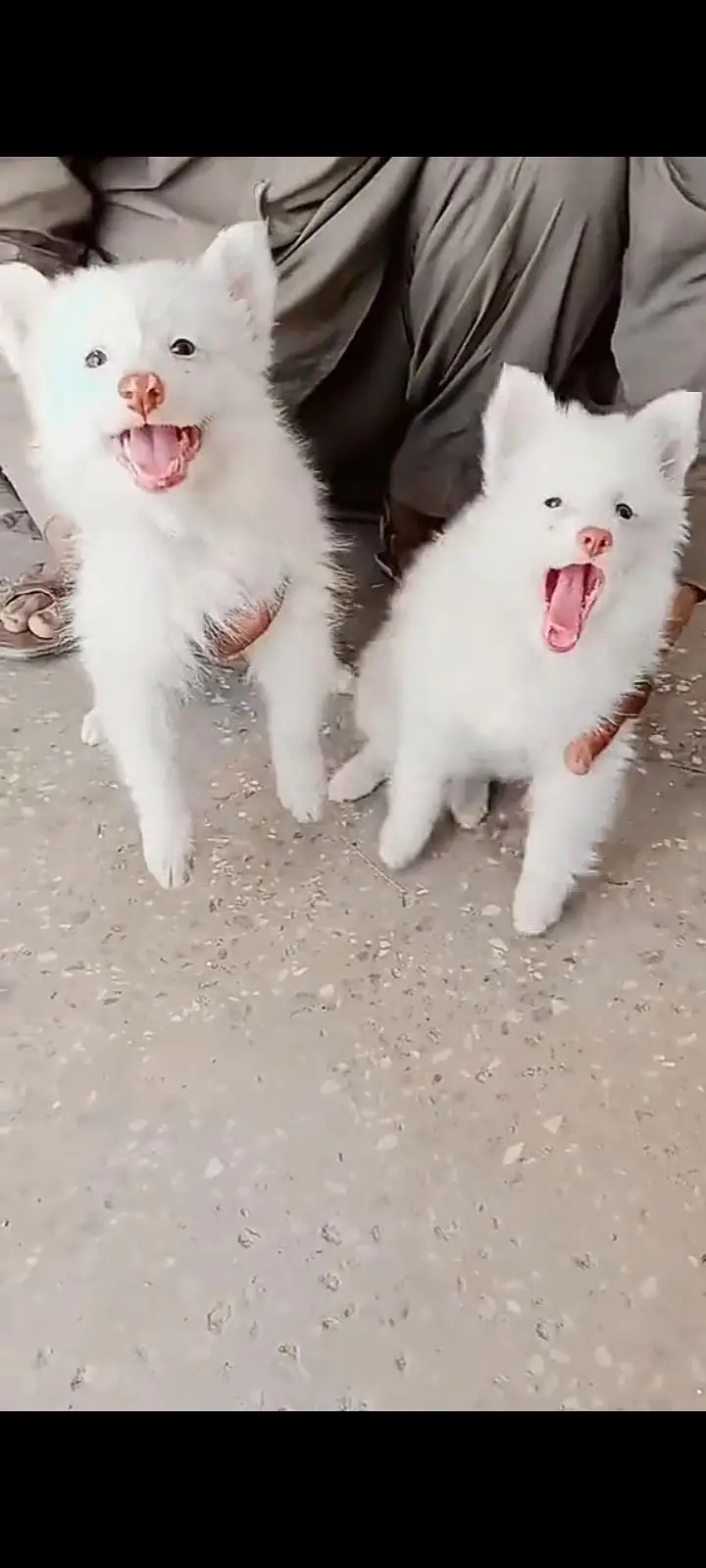 Russian dog for sale male or female healthy or active — photo 2