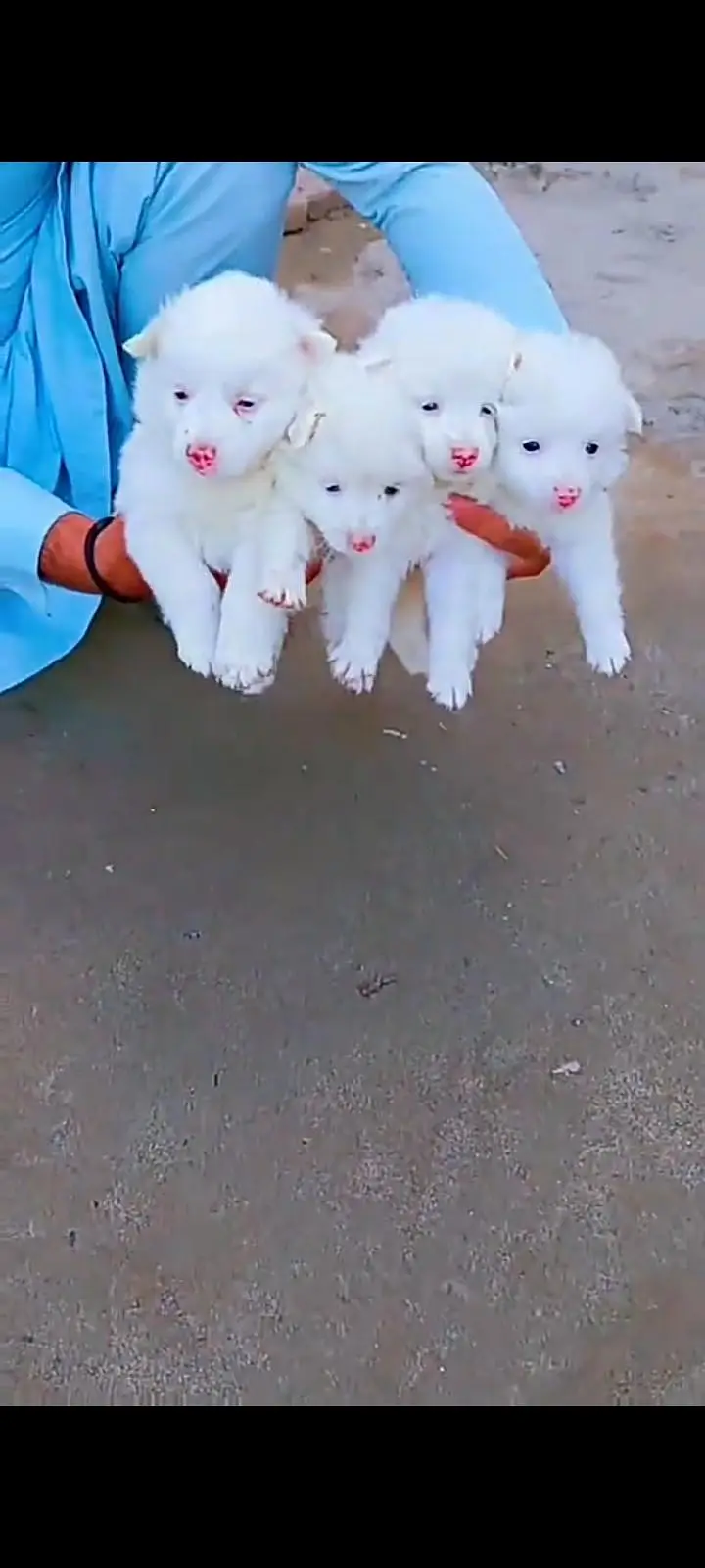 Russian dog for sale male or female healthy or active — photo 4