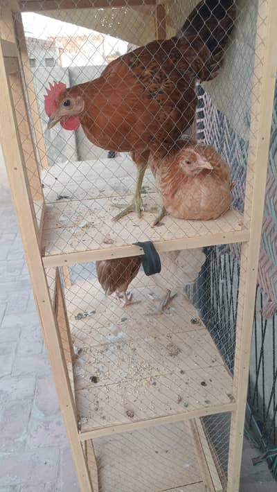 desi hens Active and healthy hens