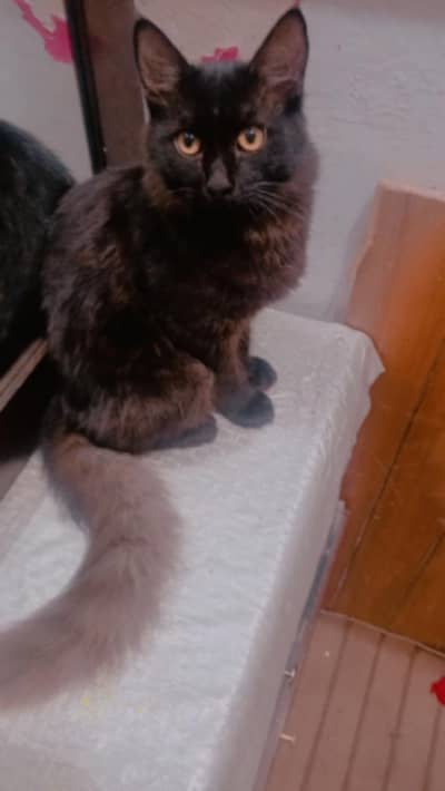 Persian little trand male golden eye