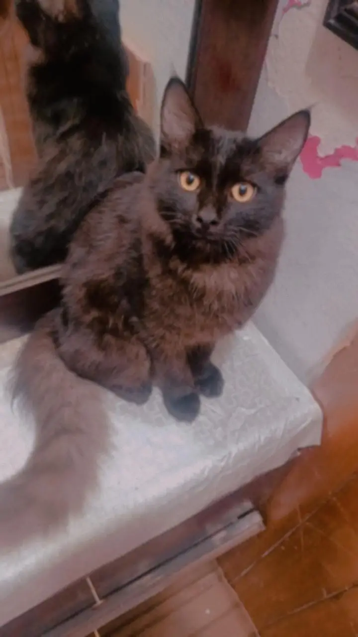 Persian little trand male golden eye — photo 2