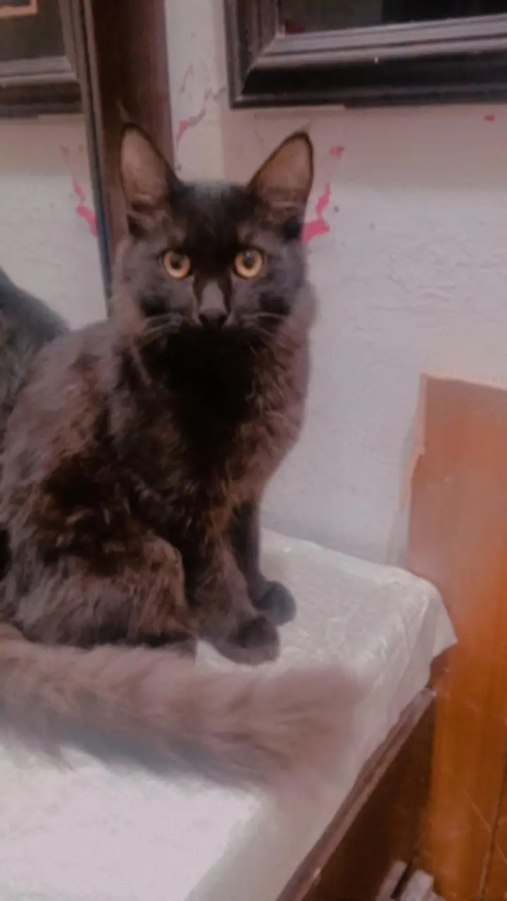 Persian little trand male golden eye — photo 3