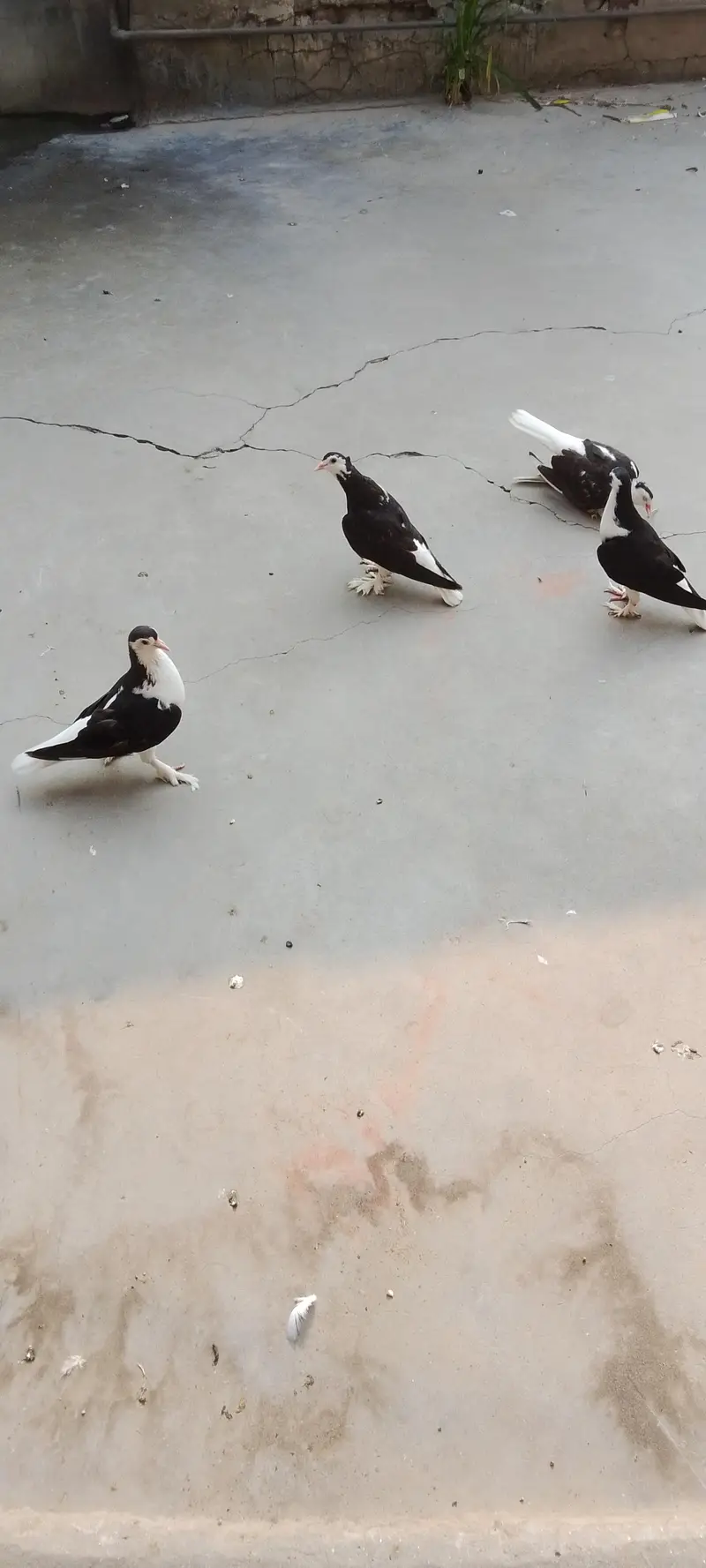 Lahori Sherazi — photo 3