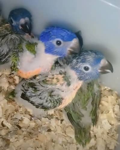 Red collar lory chicks