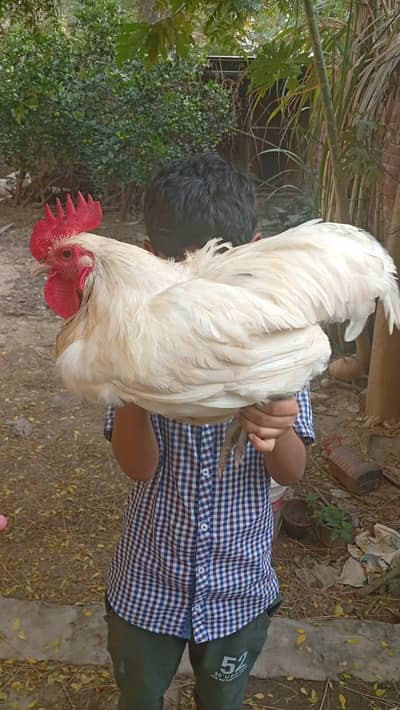 white Australorp heritage