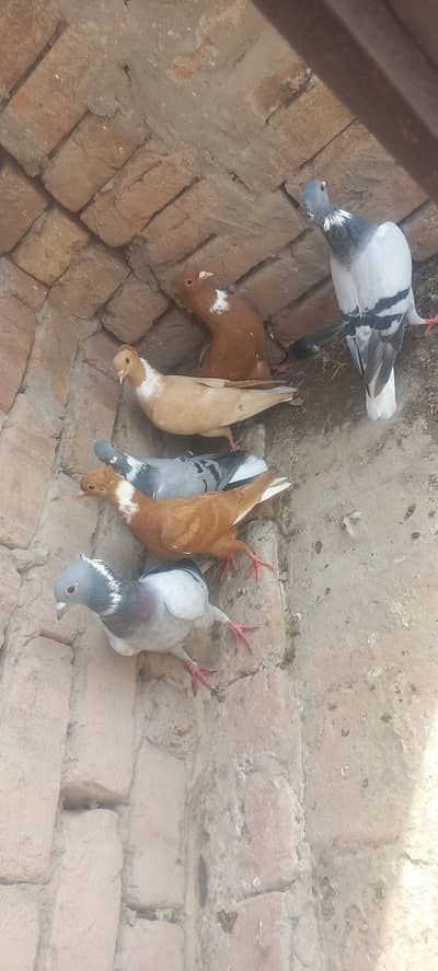 sharazi