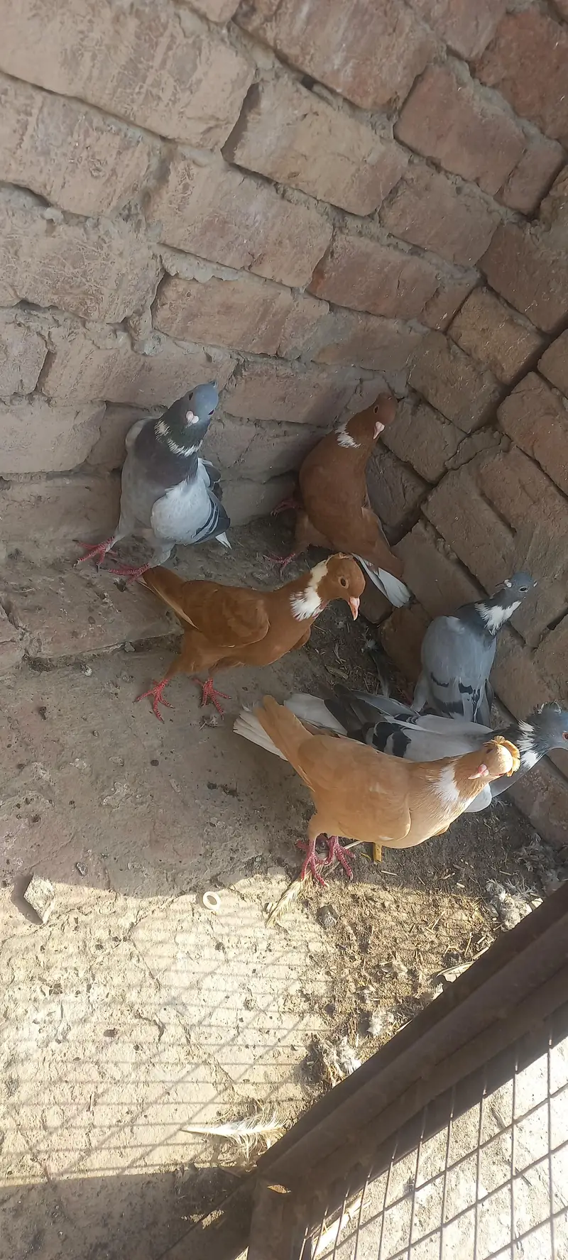 sharazi — photo 2