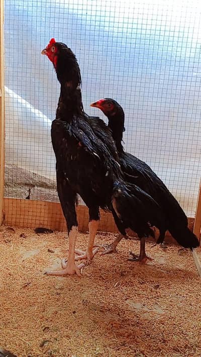 Paper White Heera | Lasani Mushka | Aseel Chicks | Aseel Breeders