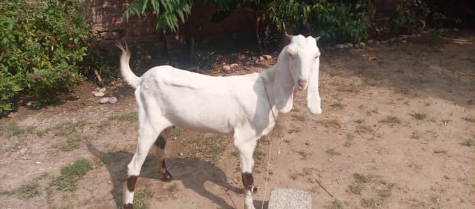 pure gulabi rajan puri 2 daant bakri bari hight urgent