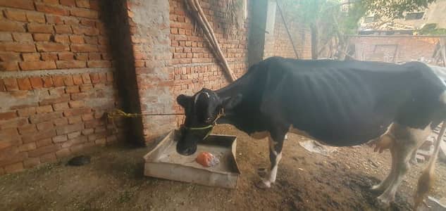 friseain mix cross cow