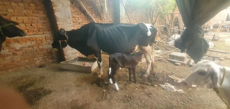 friseain mix cross cow — photo 2