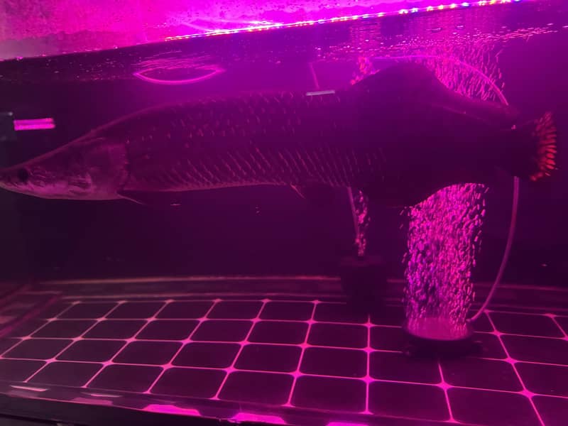 Arapaima Gigas 0