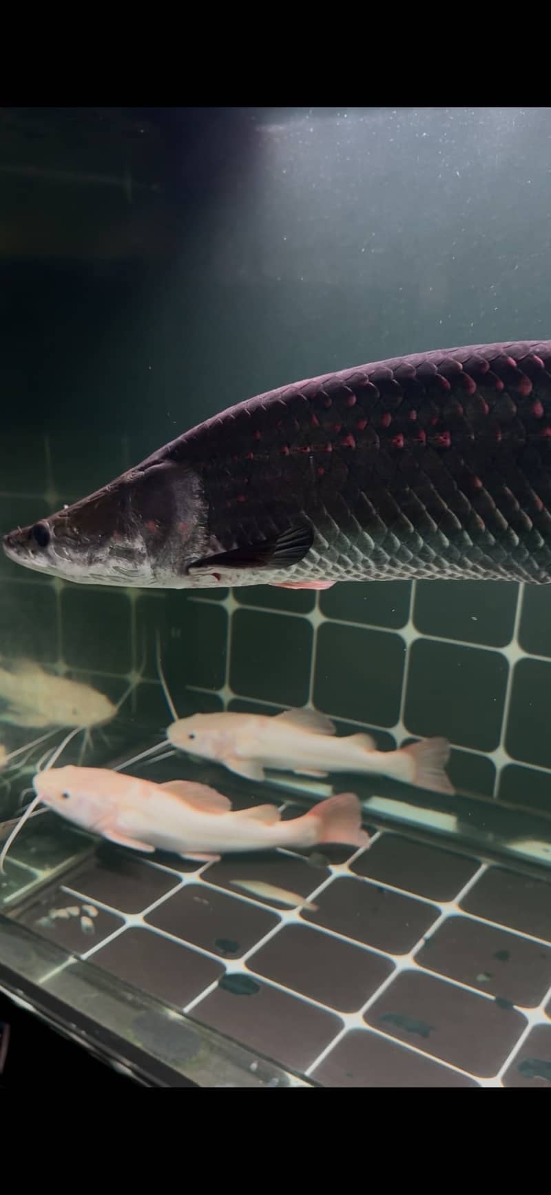 Arapaima Gigas 1