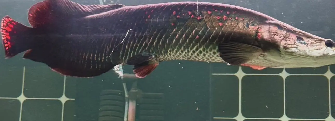 Arapaima Gigas — photo 3
