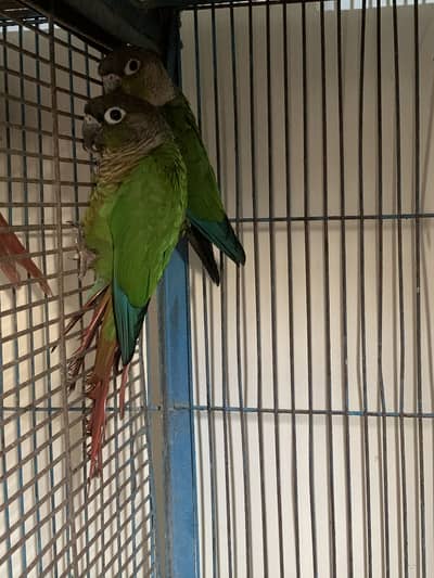 Green cheek conure parrot breeding pair