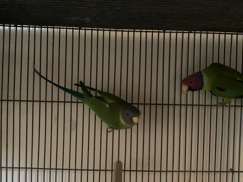 Green cheek conure parrot breeding pair — photo 2