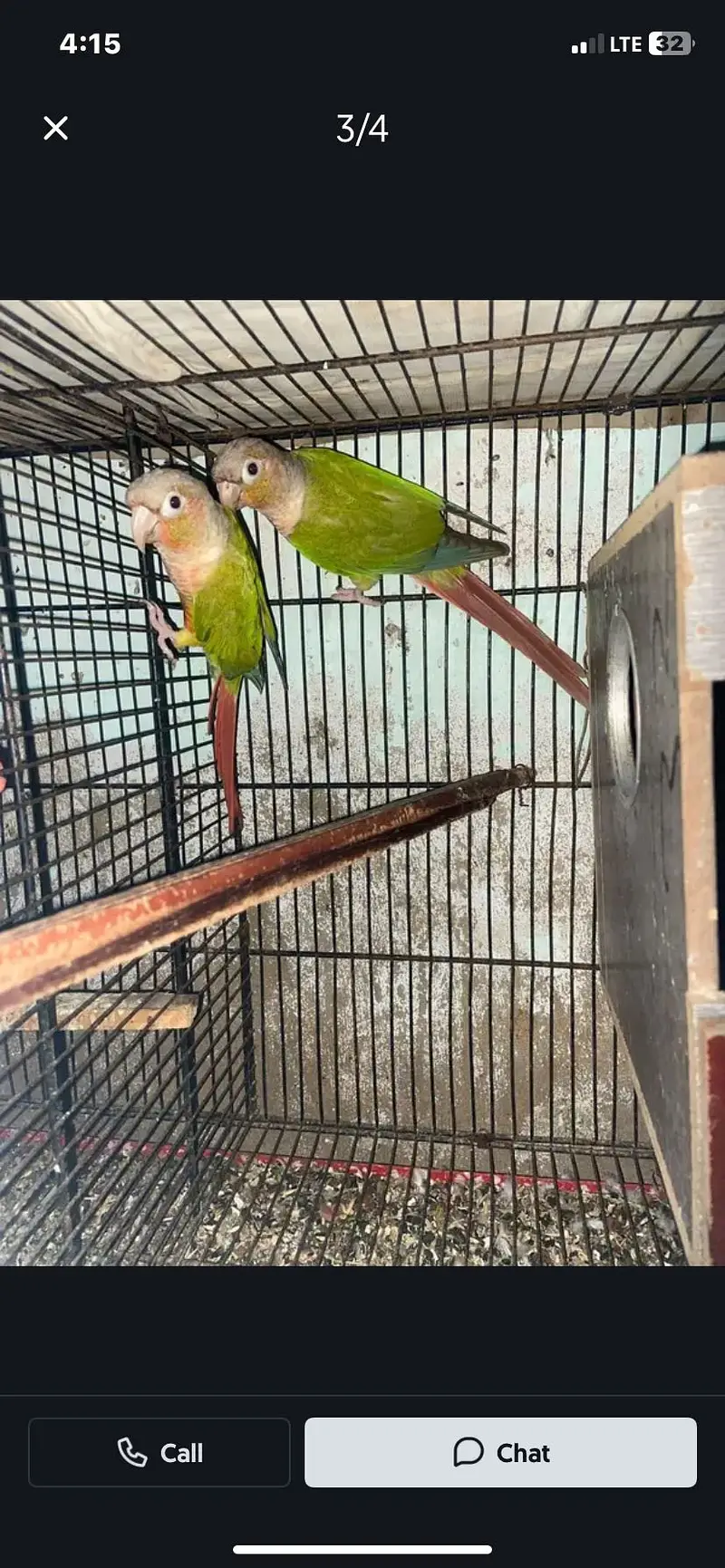Green cheek conure parrot breeding pair — photo 3