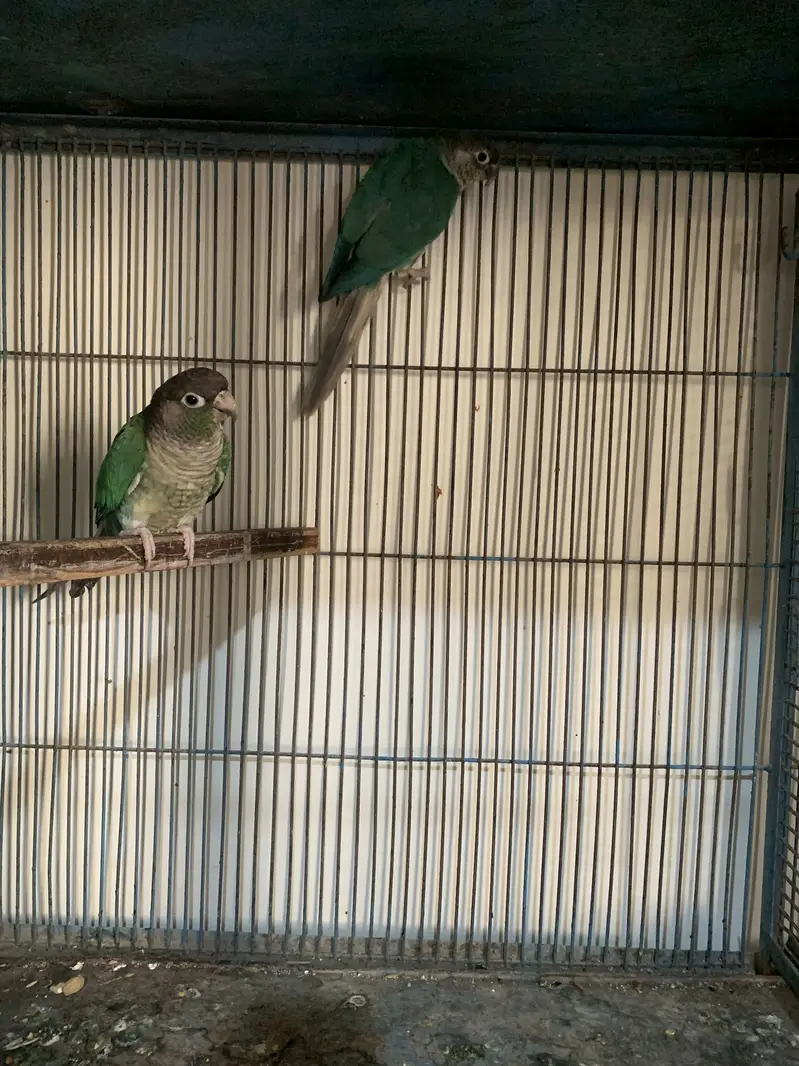 Green cheek conure parrot breeding pair — photo 4