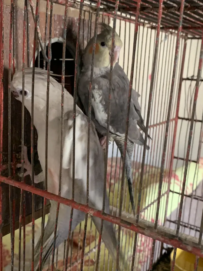 Green cheek conure parrot breeding pair — photo 5