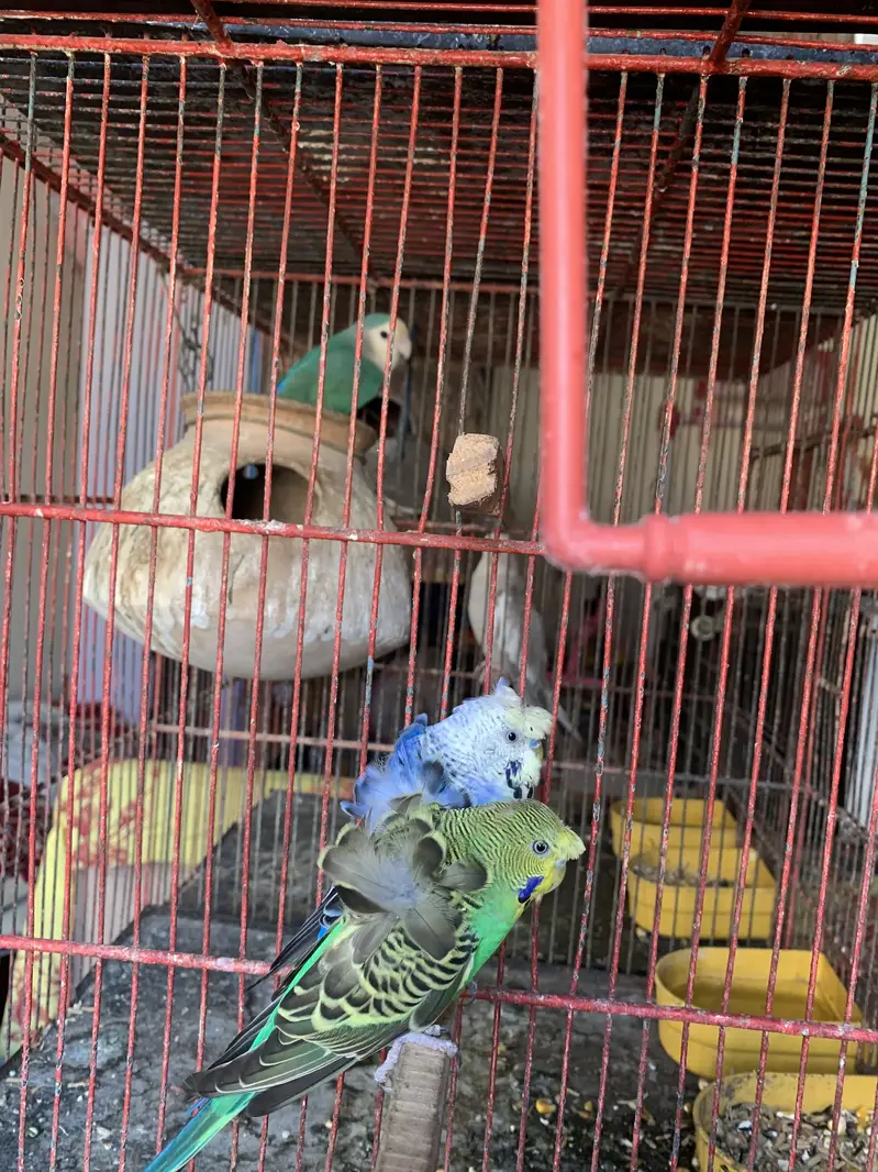 Green cheek conure parrot breeding pair — photo 6
