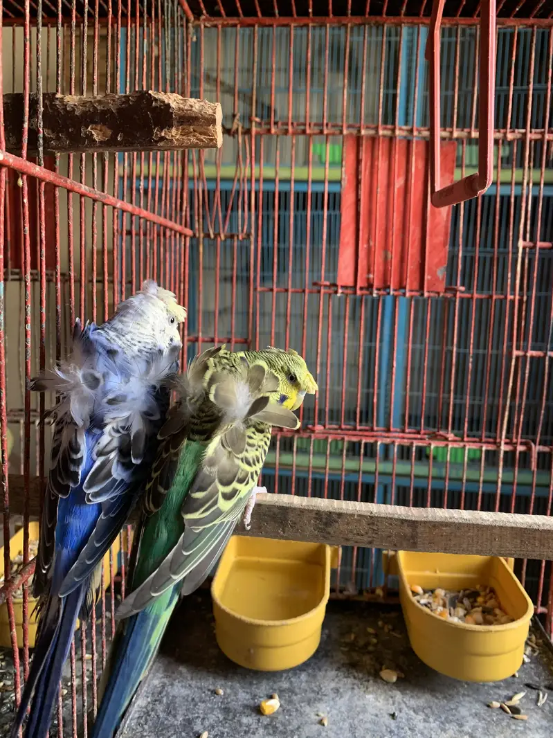 Green cheek conure parrot breeding pair — photo 7