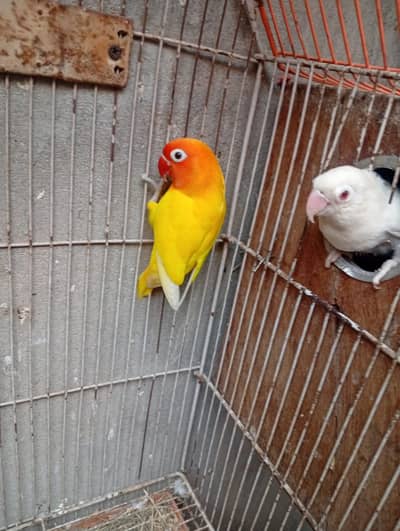 Lutino Male & Albino Red eyes Female Breeding Pair