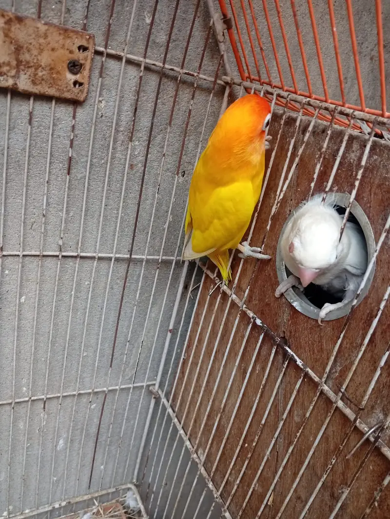 Lutino Male & Albino Red eyes Female Breeding Pair — photo 2