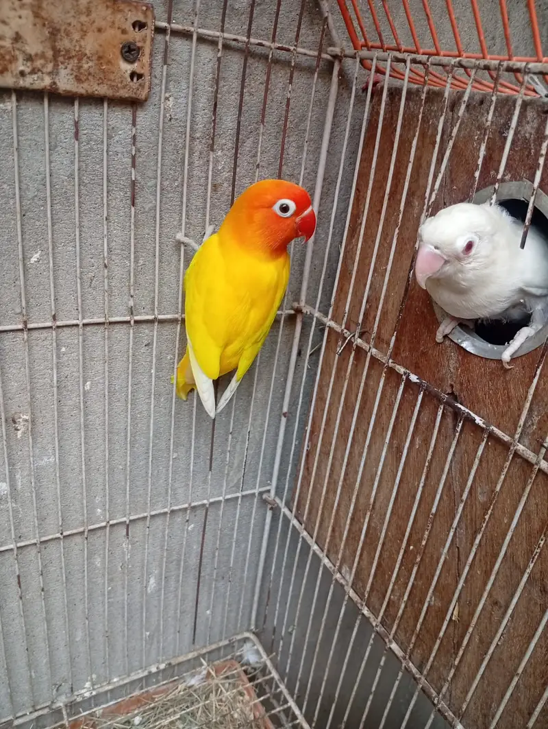 Lutino Male & Albino Red eyes Female Breeding Pair — photo 3