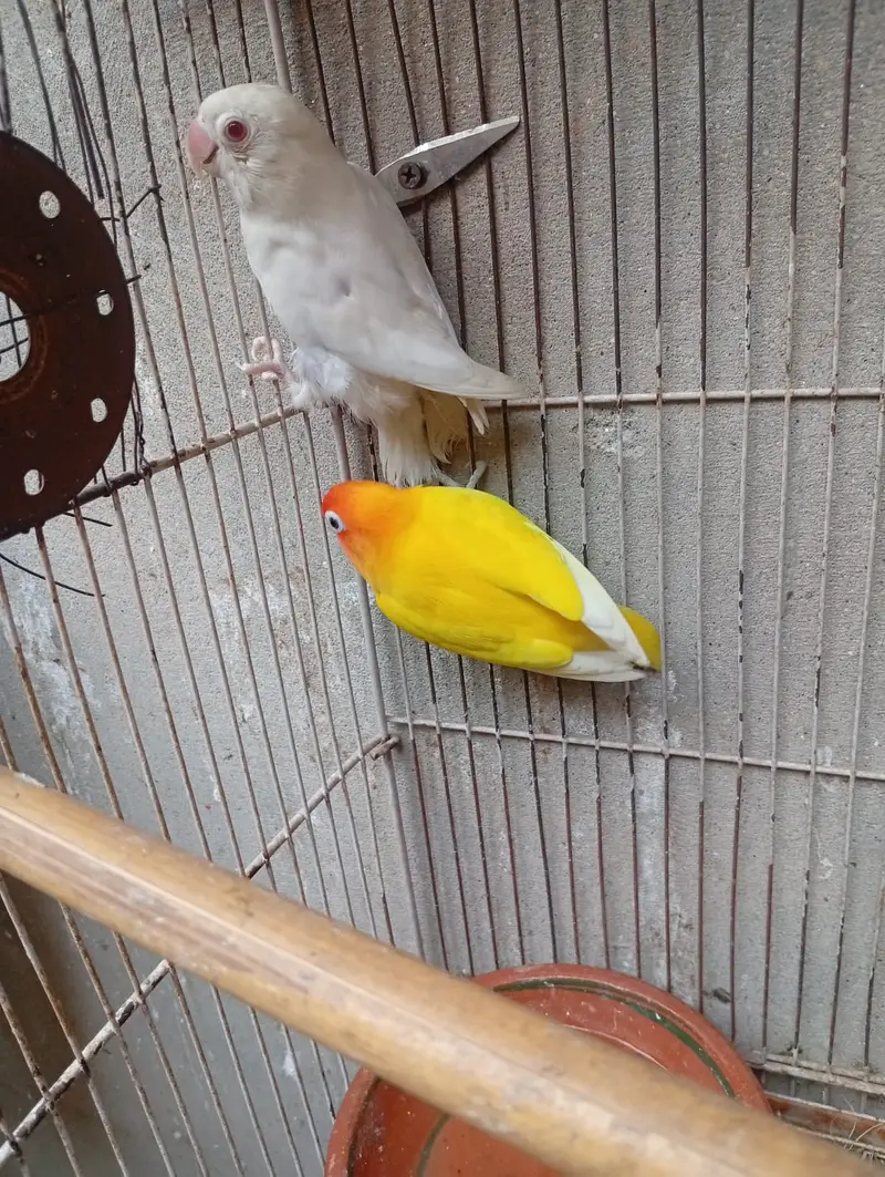 Lutino Male & Albino Red eyes Female Breeding Pair — photo 4