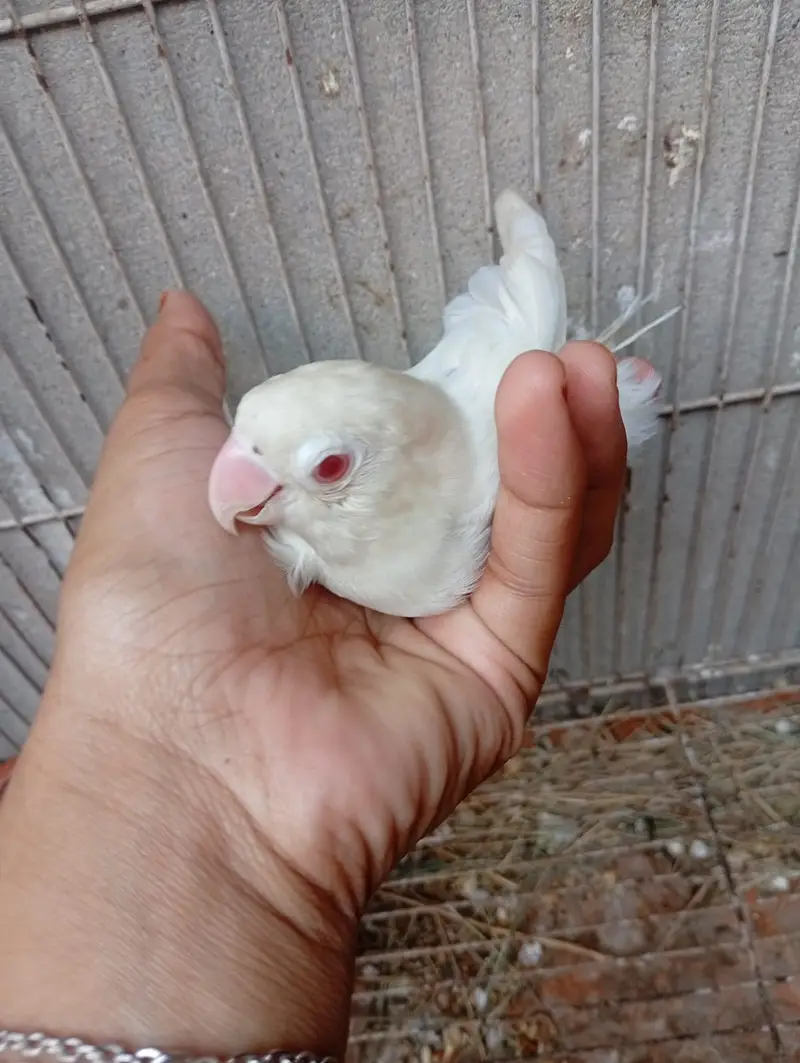 Lutino Male & Albino Red eyes Female Breeding Pair — photo 5