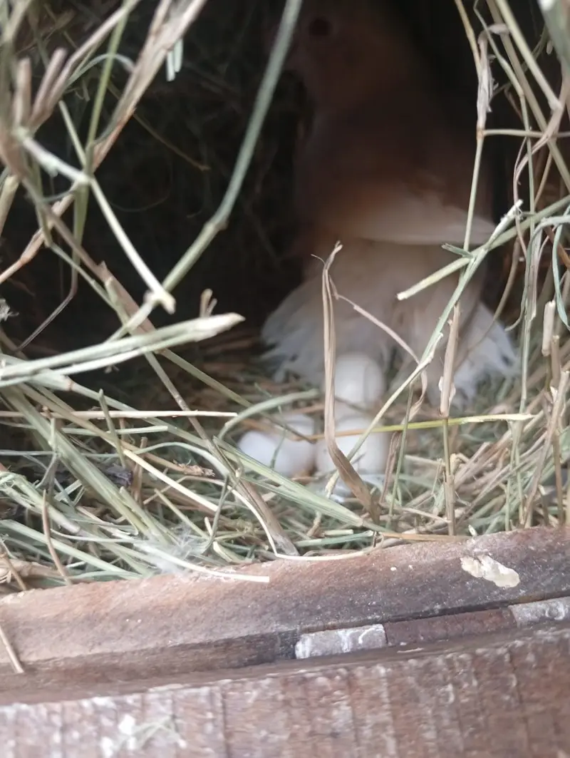 Lutino Male & Albino Red eyes Female Breeding Pair — photo 6