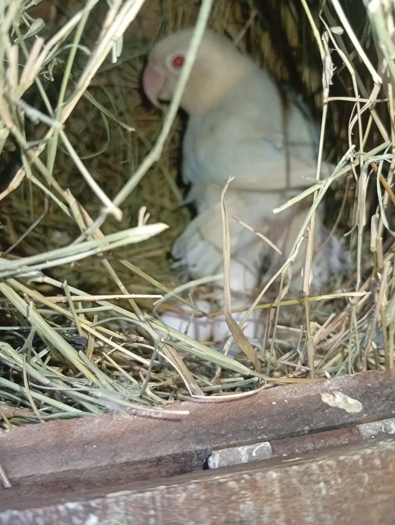 Lutino Male & Albino Red eyes Female Breeding Pair — photo 7