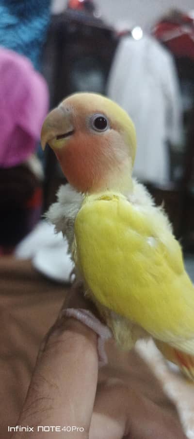 handtame lovebird parrot